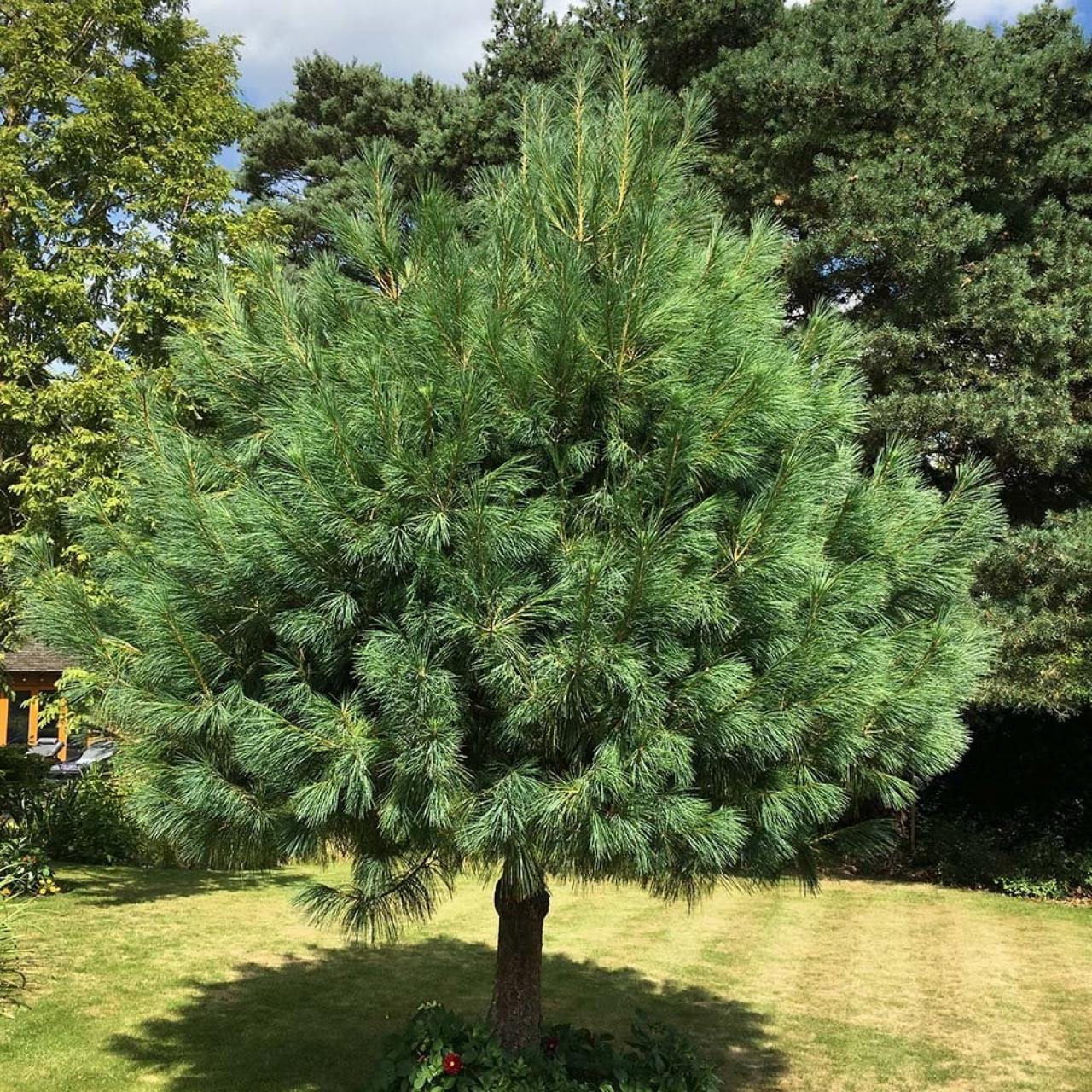 Pinus wallichiana (k110l)