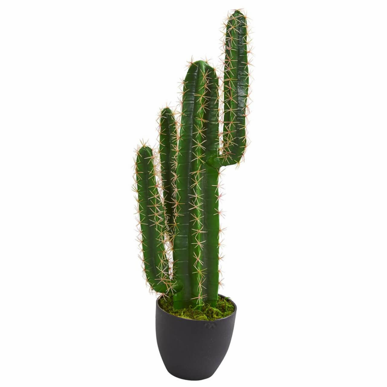 Kaktusz (cactus)