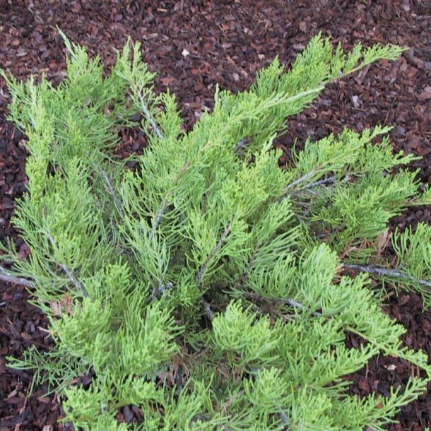 Juniperus chimensis