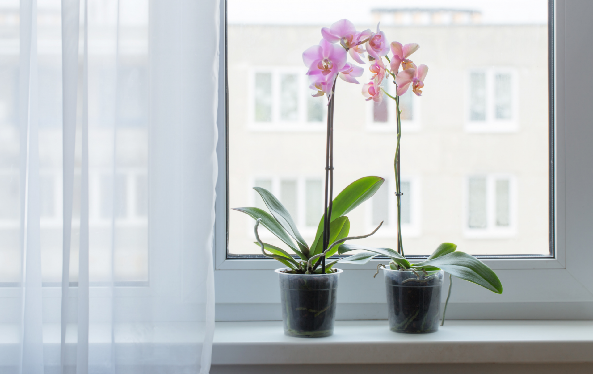 Így gondozd orchideáid, hogy a téli hónapokban is szépek maradjanak!