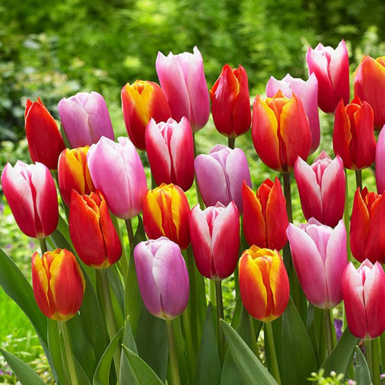 Tulipán 12 cm cserépben /vegyes színekben/ (nőnapi7)