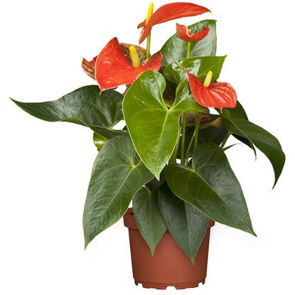 Flaminngóvirág 12 cm cserépben /vegyes színekben/ (nőnapi8)