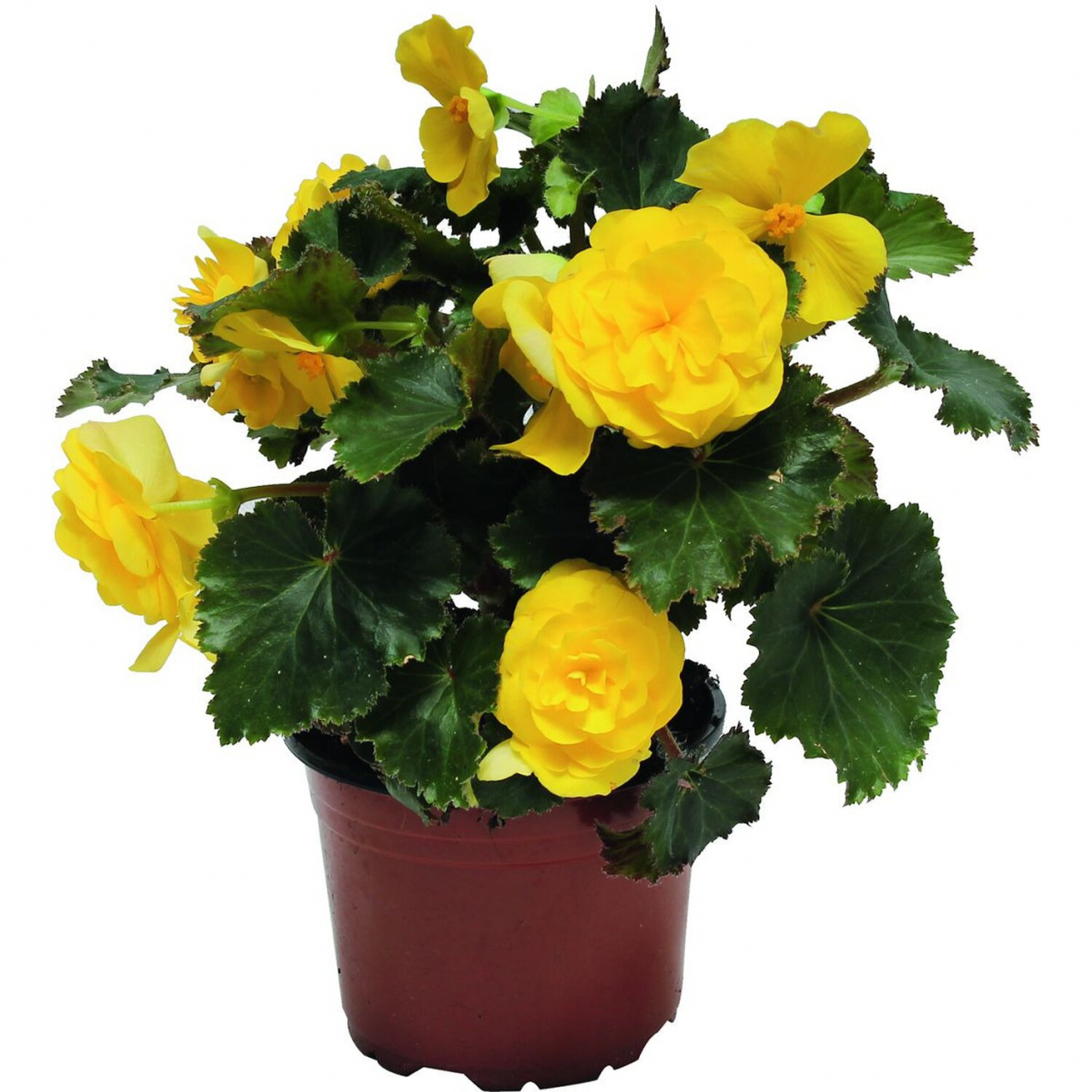 Begónia 12 cm cserépben /vegyes színekben/ (nőnapi10)