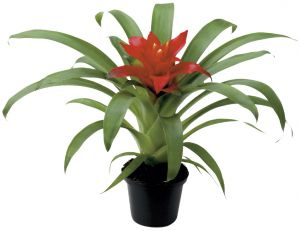 Guzmania bromélia 12 cm-es cserépben (nőnapi11)