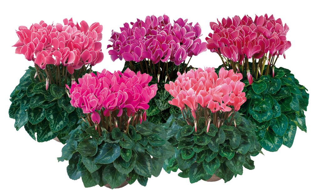 Cyclamen 12cm cserépben /vegyes színekben/ (nőnapi13)