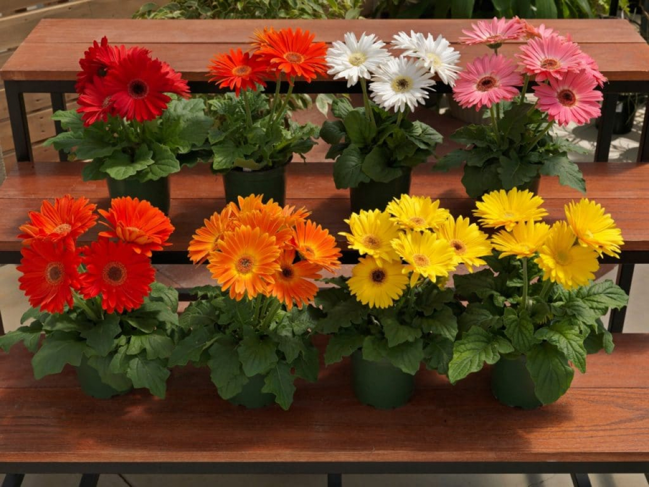 Gerbera 12cm cserépben /vegyes színben/ (nőnapi14)