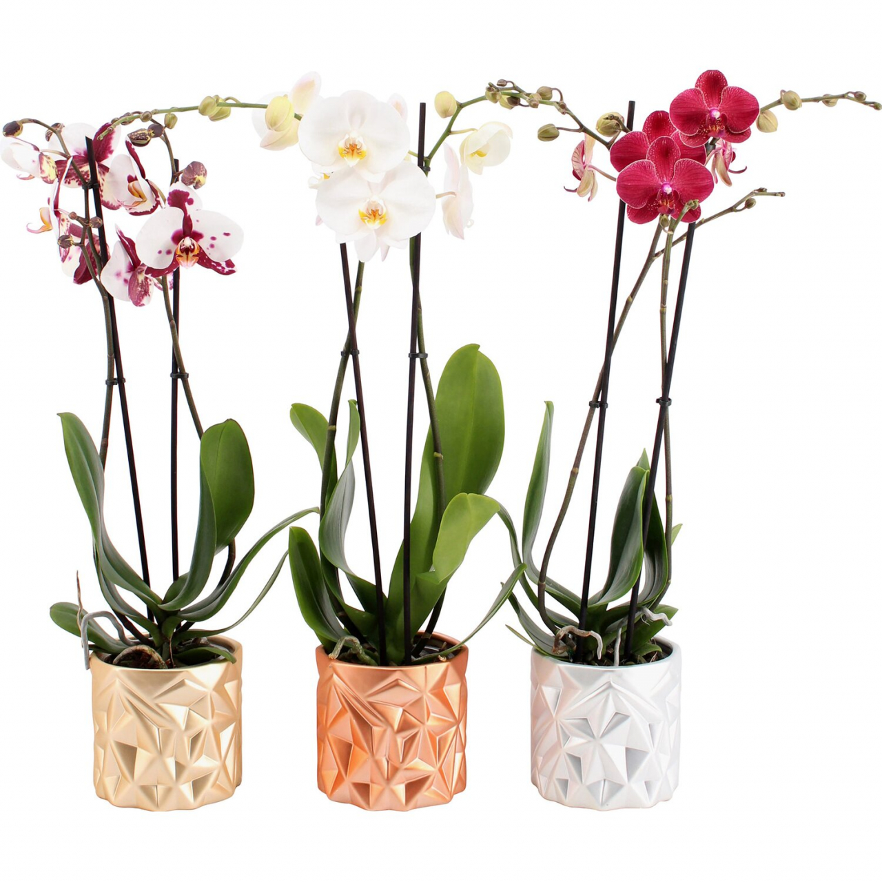 Phalaenopsis 2 szálas 12 cserápben /vegyes színekben/ (nőnapi20)