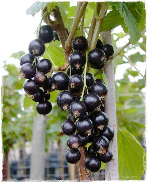 Oázis Feketeribiszke - Ribes nigrum 