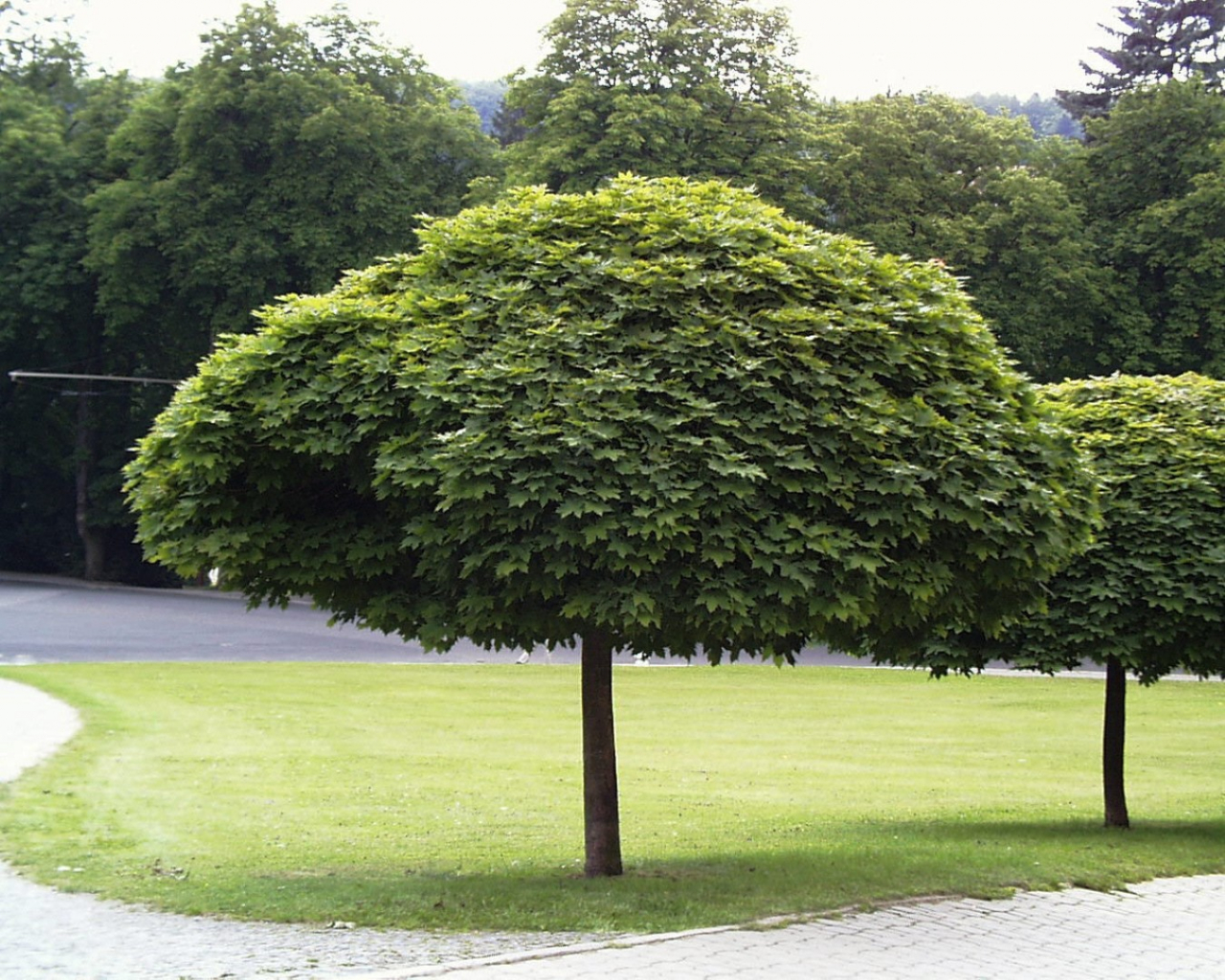 Gömbjuhar (Acer platanoides Globosum) - juhar01