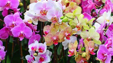 Így gondozd az orchideád