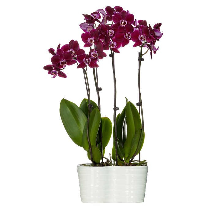 Beltéri - Orchidea (phalaenopsis) 