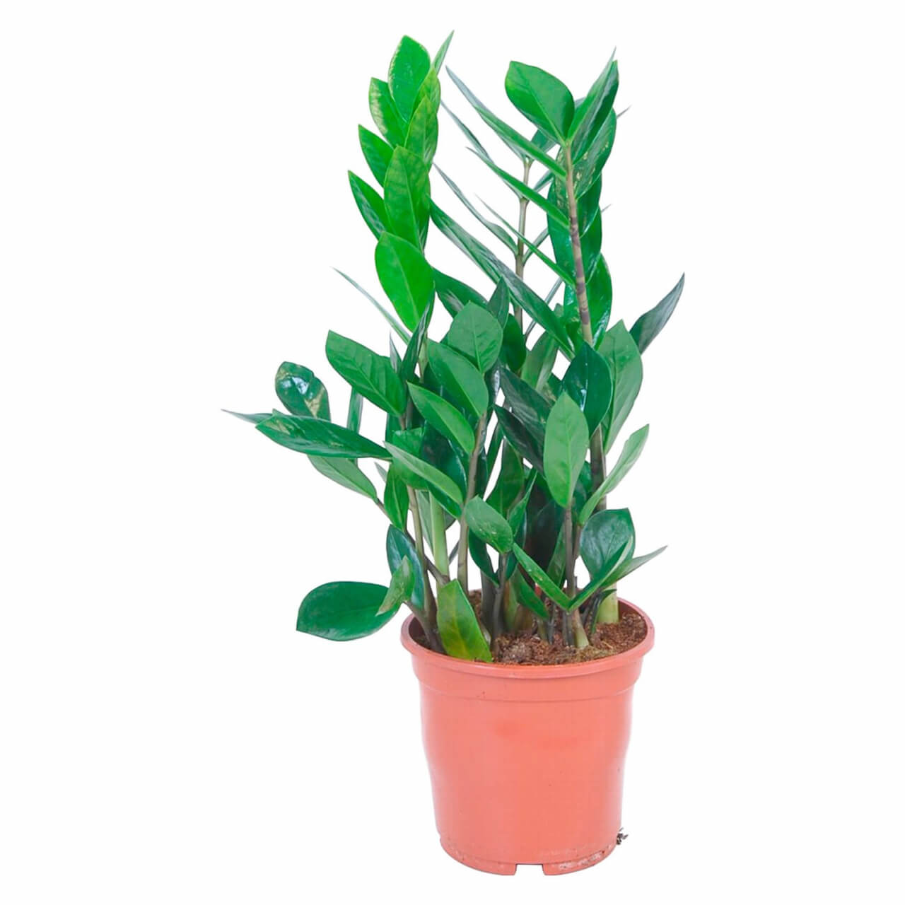 Beltéri - Agglegényvirág  (Zamioculcas zamiifolia)