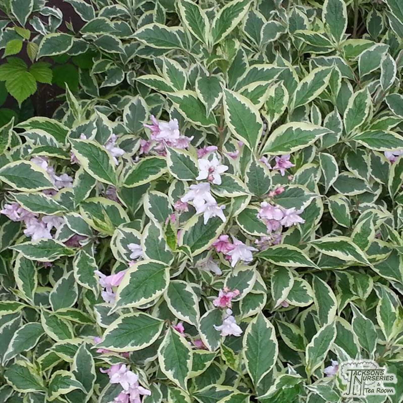 Lombhullató - Törpe tarkalevelű rózsalonc (weigela florida nana variegata)
