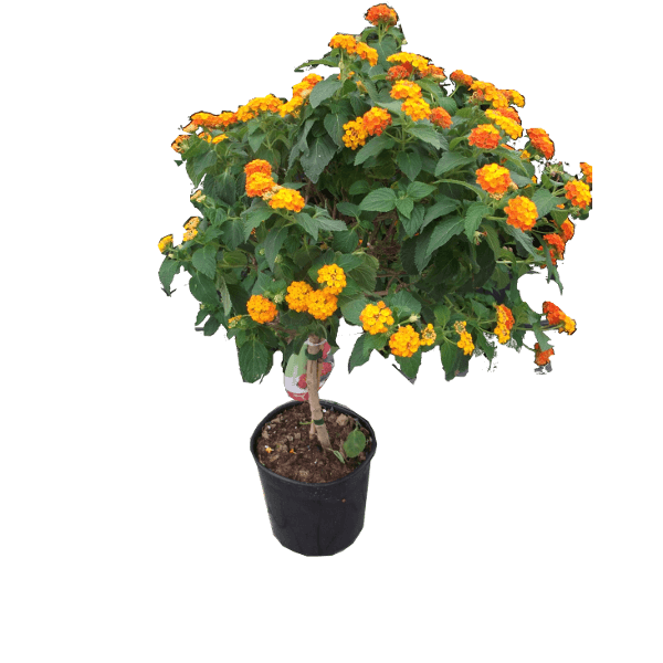 SÉTÁNYRÓZSA (LANTANA CAMARA)