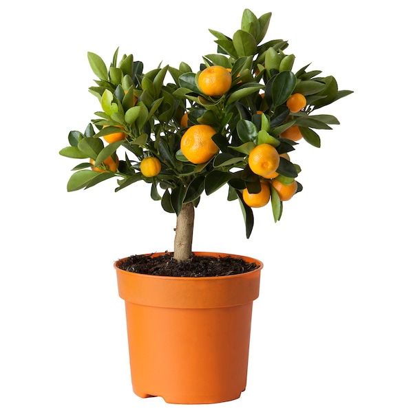 Mediterrán - Citrusfélék (Citrus sinensis)
