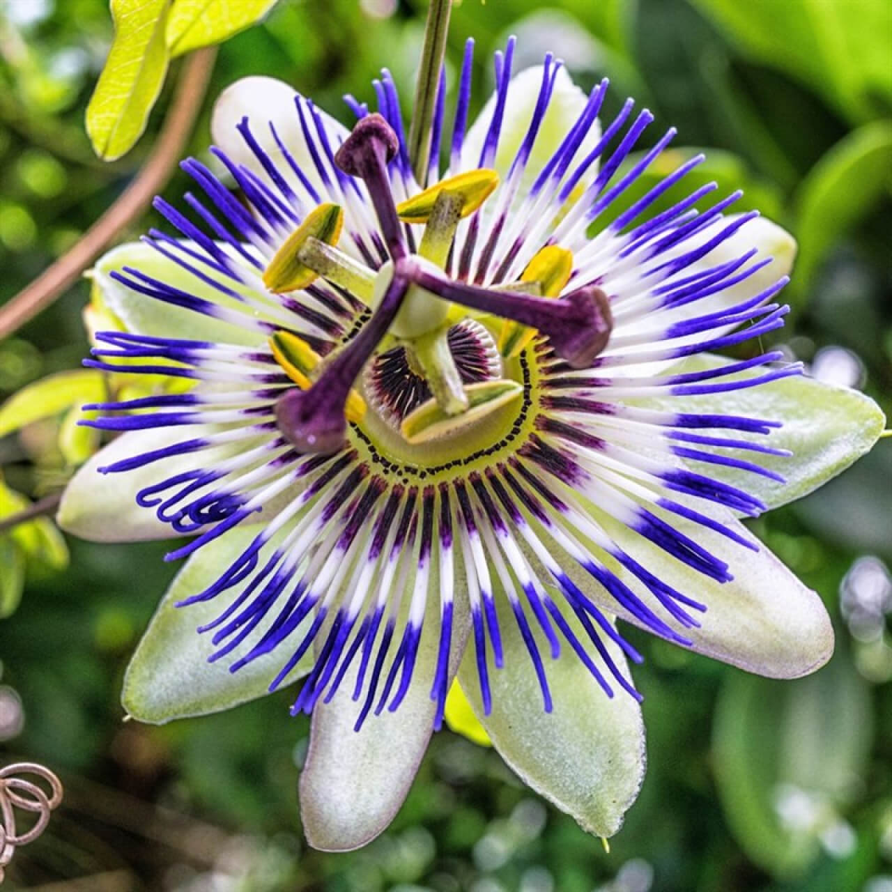 Mediterrán - Maracuja-Golgotavirág (Passiflora caerulea)