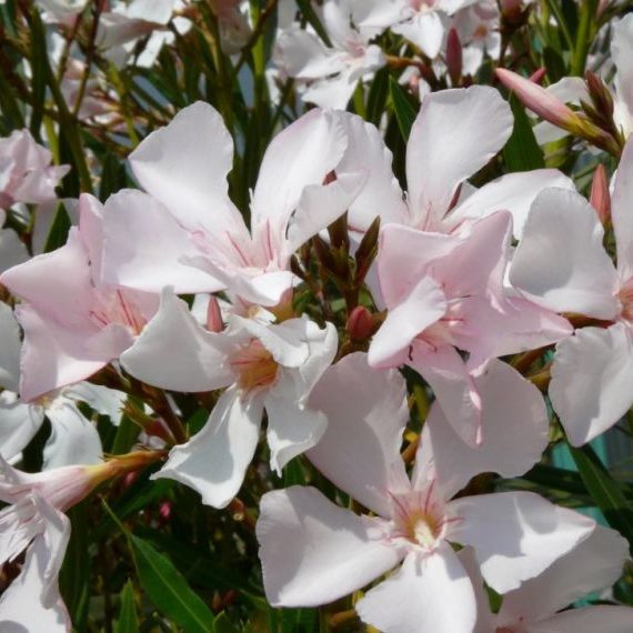 Mediterrán - Egyszerű virágú leander (Nerium Oleander)